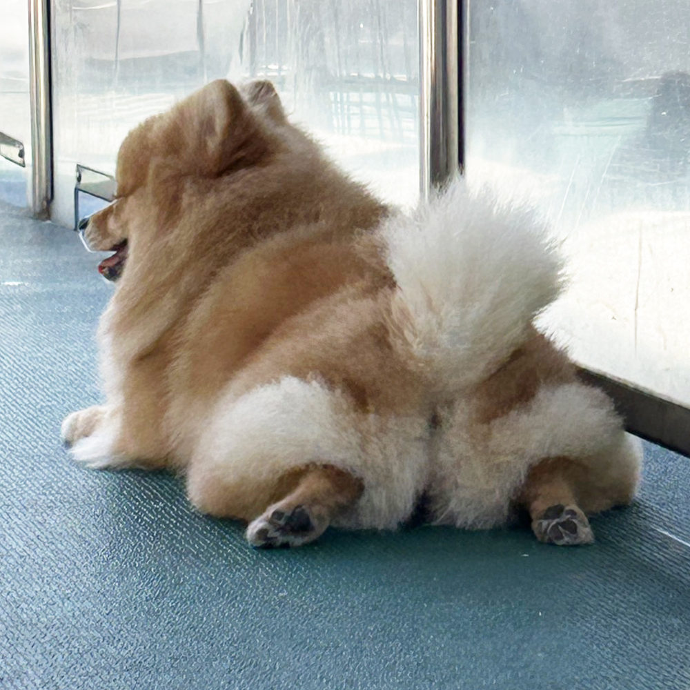 生徒が撮影したモデル犬④